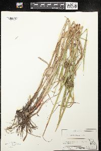 Carex grayi image