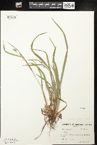 Carex grisea image