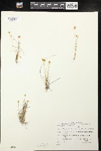 Carex gynocrates image