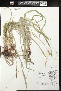 Carex hirtifolia image