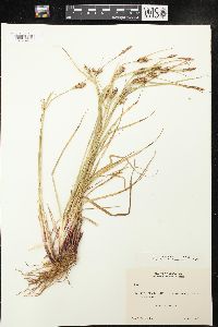 Carex houghtonii image