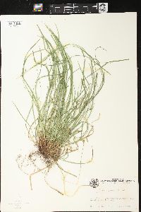 Carex jamesii image