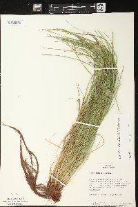 Carex jamesii image