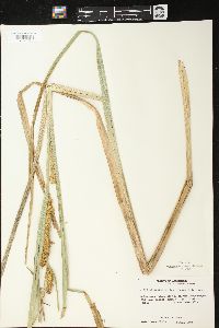 Carex lacustris image