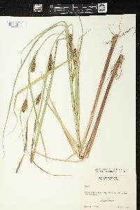 Carex lacustris image