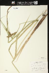 Carex lacustris image