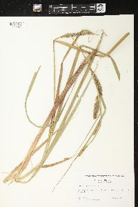 Carex lacustris image