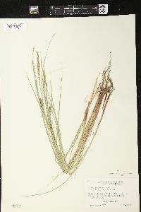 Carex lasiocarpa image