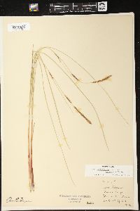 Carex lasiocarpa image