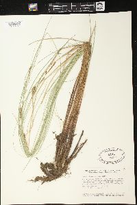 Carex lasiocarpa image