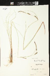 Carex lasiocarpa image