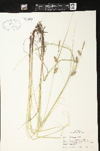 Carex lasiocarpa image