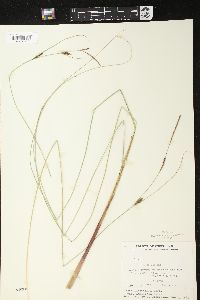 Carex lasiocarpa image