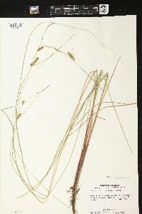 Carex lasiocarpa image