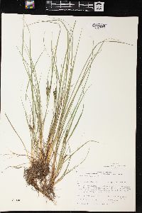 Carex lenticularis image