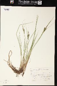 Carex lenticularis image