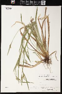 Carex leptonervia image