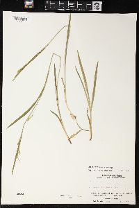 Carex leptonervia image