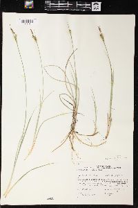 Carex livida image