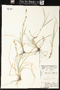 Carex meadii image