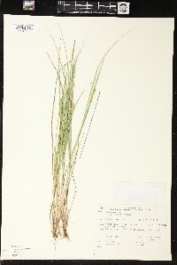 Carex echinata image