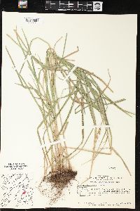 Carex muskingumensis image