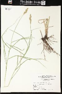 Carex muskingumensis image