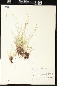 Carex nigromarginata image