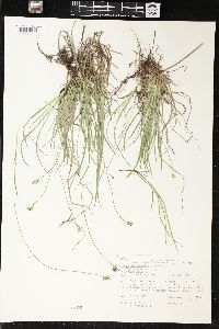 Carex peckii image