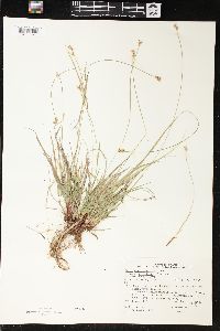 Carex peckii image