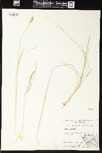 Carex normalis image