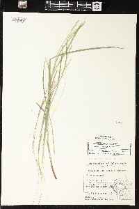 Carex normalis image