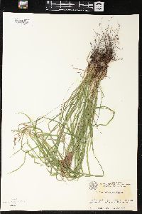 Carex oligocarpa image