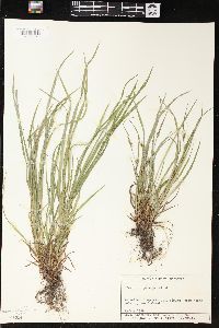 Carex oligocarpa image