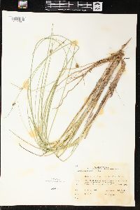 Carex oligosperma image