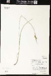 Carex pallescens image