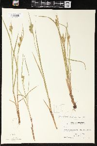 Carex pallescens image