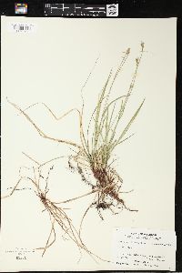 Carex peckii image