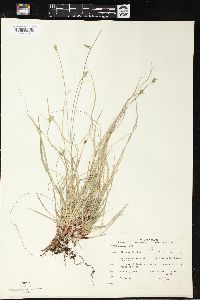 Carex peckii image