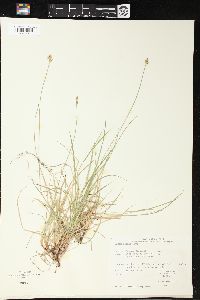 Carex peckii image