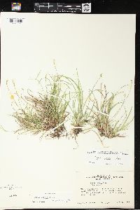 Carex peckii image