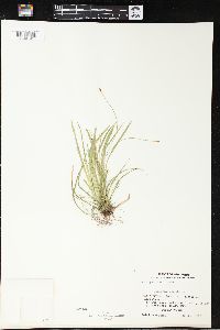 Carex pedunculata image