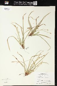 Carex pedunculata image