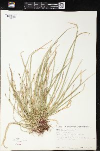 Carex pedunculata image