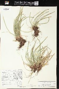 Carex pedunculata image