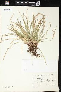 Carex pedunculata image