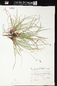 Carex pedunculata image