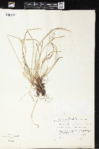 Carex pedunculata image