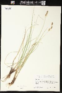 Carex prairea image