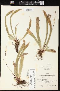 Carex plantaginea image